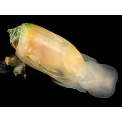 Marine snail with long cream shell and white body against black background.
