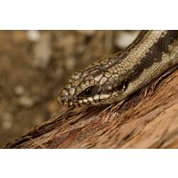 Tree Skink.