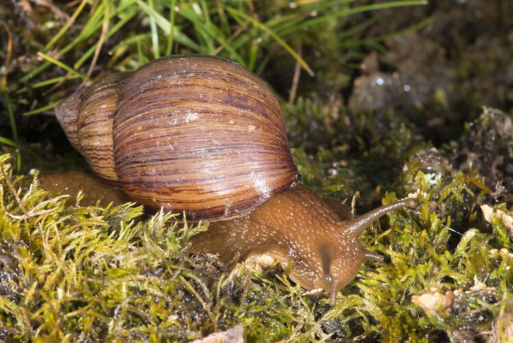 Large brown snail on moss.