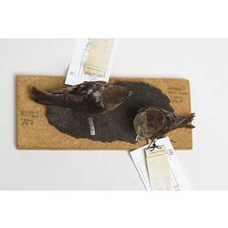 <em>Petrochelidon ariel</em>, Fairy Martin, male and females, mounts.  [27862 (left) & 27865 (right)]