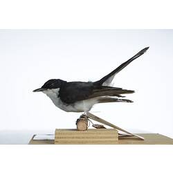 <em>Myiagra inquieta</em>, Restless Flycatcher male, mount.  Registration no. B 7282.