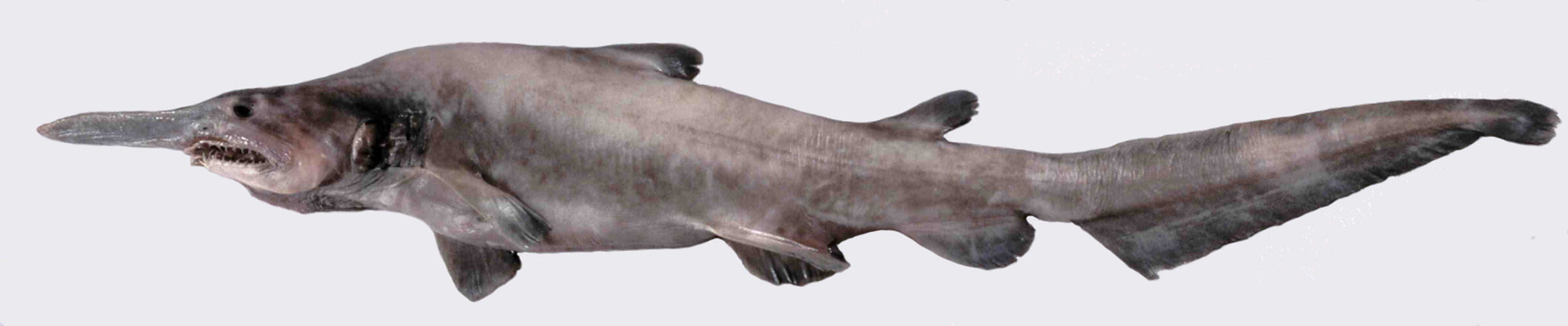 Side view of shark with long, pointed nose.