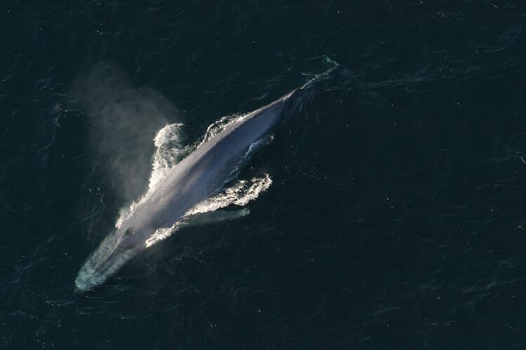 Blue whale breaching surface of water viewed from above.