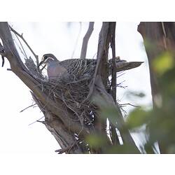 Brown bird with pinkish breast sitting on nest.