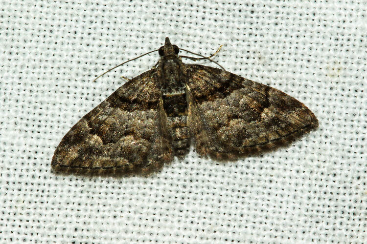 <em>Phrissogonus laticostata</em>, Apple Looper Moth. Murray Explored Bioscan.