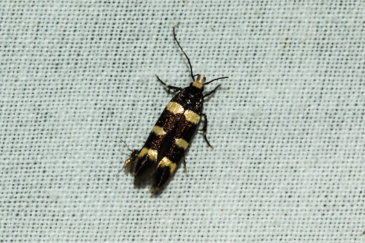 <em>Macrobathra</em> sp., moth. Murray Explored Bioscan.