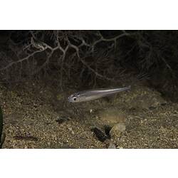 Long silver fish above sandy seabed.