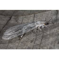 Grey insect with long delicate wings.