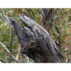 Well-camouflaged brown-grey bird on branch.