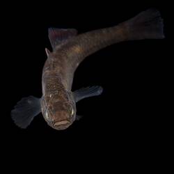 Carp Gudgeon.