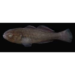 Carp Gudgeon.
