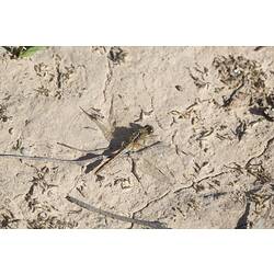 Order Odonata, dragonfly. Murray Explored Bioscan.