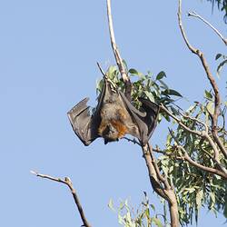 Flying-fox hanging from branch, wings slightly spread.
