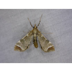 Pale cream moth with long narrow wings.
