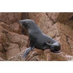 Side view of fur seal on rock.