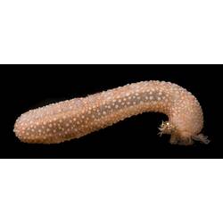 Side view of pinkish sea cucumber.