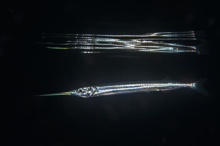 Side view of slender silver fish and reflection.