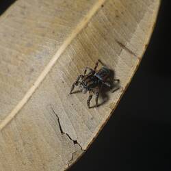 Jumping spider.