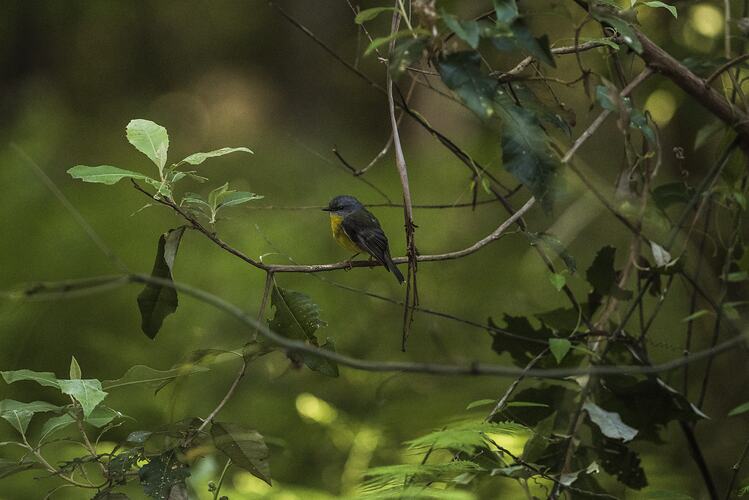 Eastern yellow robin.