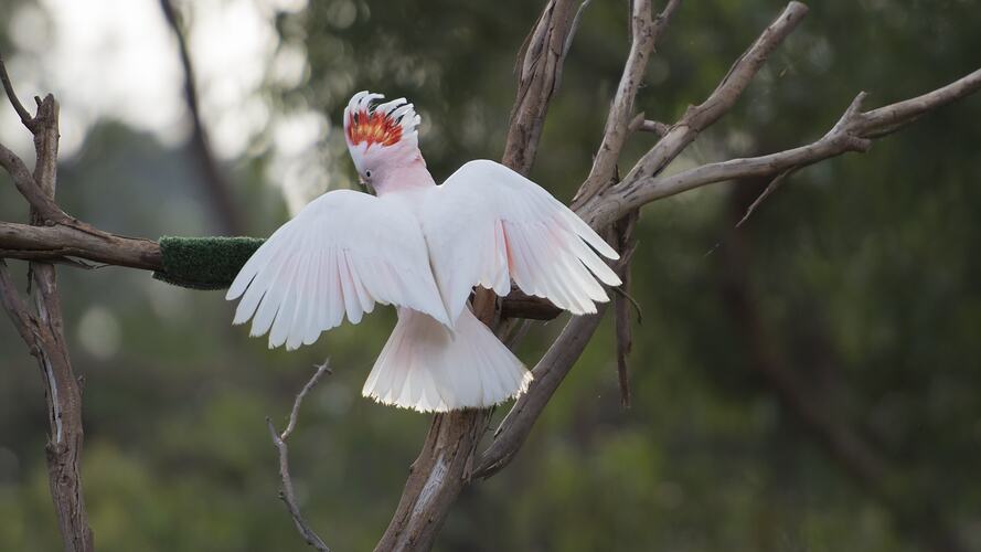 Pink and white bird landing on branch.