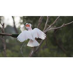 Pink and white bird landing on branch.