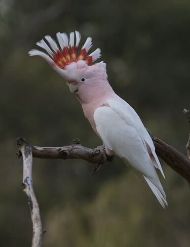 Pink and white cockatoo with crest raised.