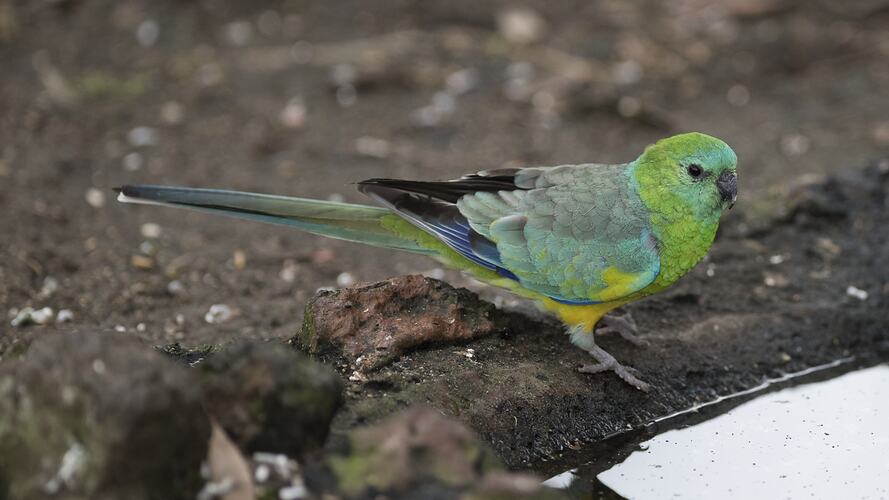 Turquoise Parrot.