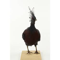 Taxidermied bird with crest of long feathers on head, front view.