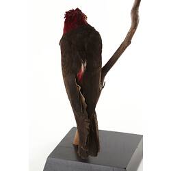 Red taxidermied bird specimen on branch.