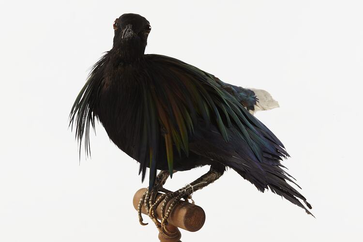 Dark pigeon specimen mounted on perch.