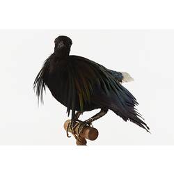 Dark pigeon specimen mounted on perch.