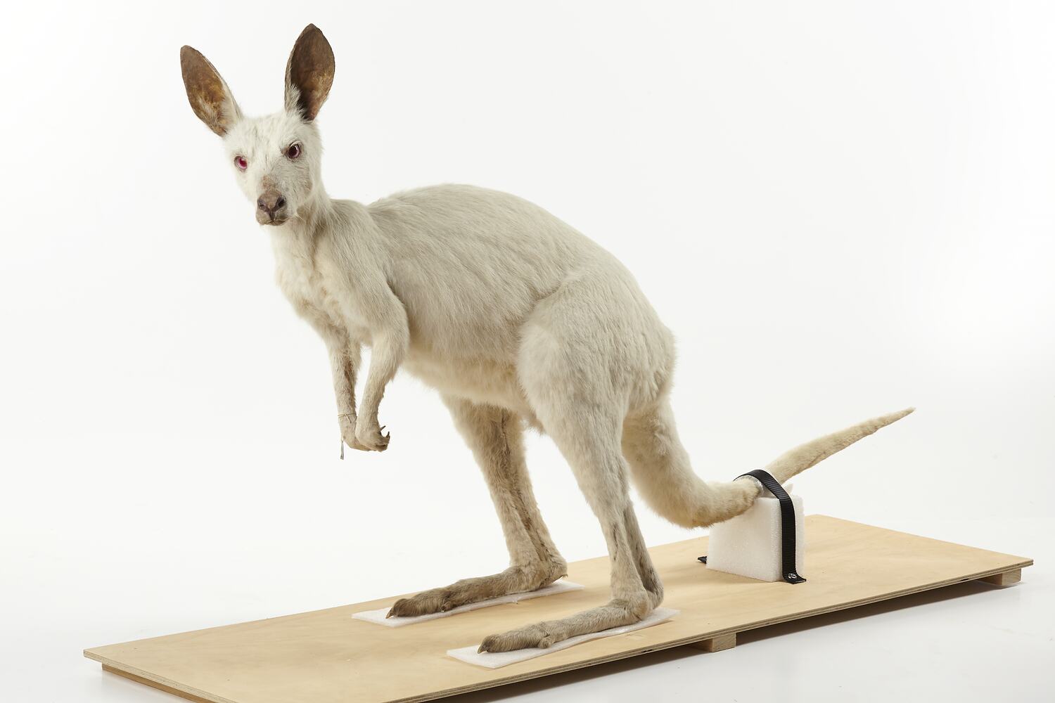 Taxidermied Mount - Albino Eastern Grey Kangaroo, Macropus giganteus