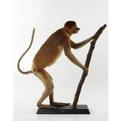 Red-brown monkey specimen mounted on hindlegs holding branch.