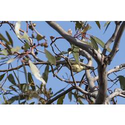 Olive-brown bird in leafy tree.