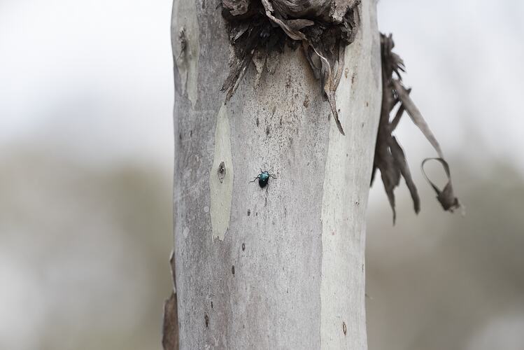 Shiny blue beetle on tree trunk.