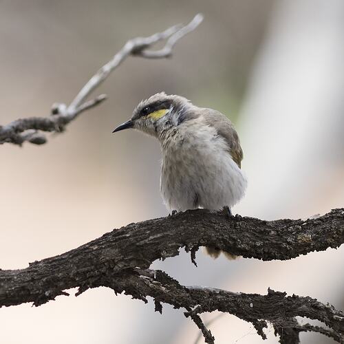 Honeyeater with yellow and black face on branch.