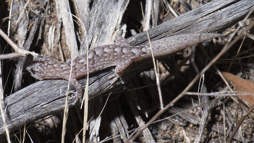 Pinkish, spotted gecko pn branch on ground.