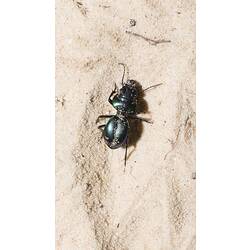 Elegant Ground Beetle.