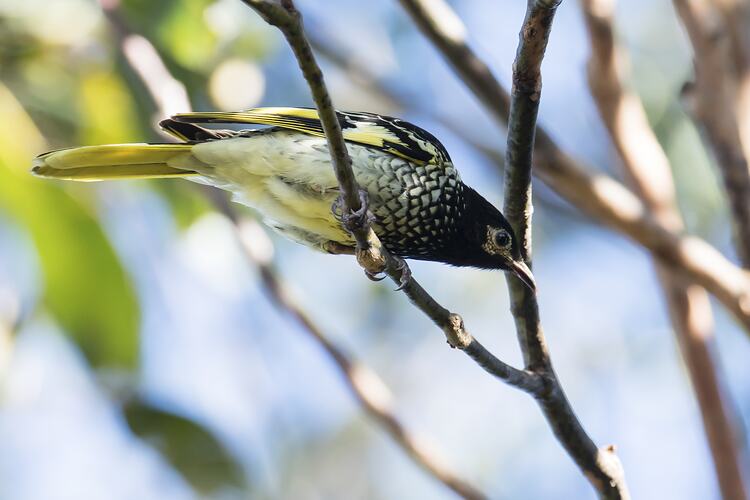 Black and yellow bird on branch,