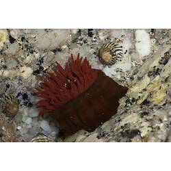 Red and black anemone, tentacles extended.