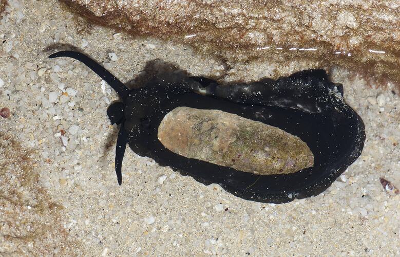 Gastropod with large black foot and narrow shell.