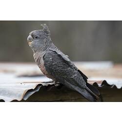 Grey bird standing on a hut's corrugated roof.