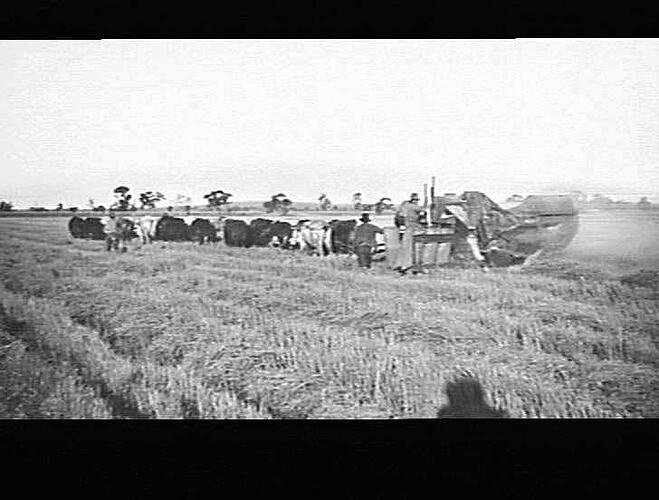 Rice Header Photograph - H.V. McKay Massey Harris, Farm Equipment Manufacture ...