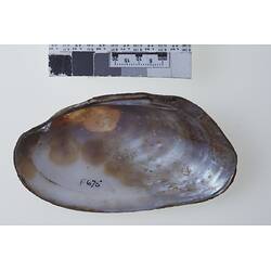 Bivalve valve showing interior below scale bar.