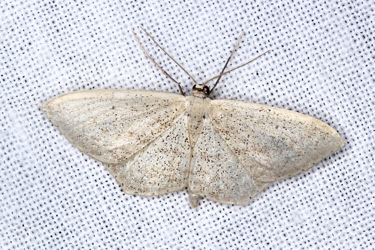 <em>Hednota pleniferellus</em>, moth. Otways National Park, Victoria.
