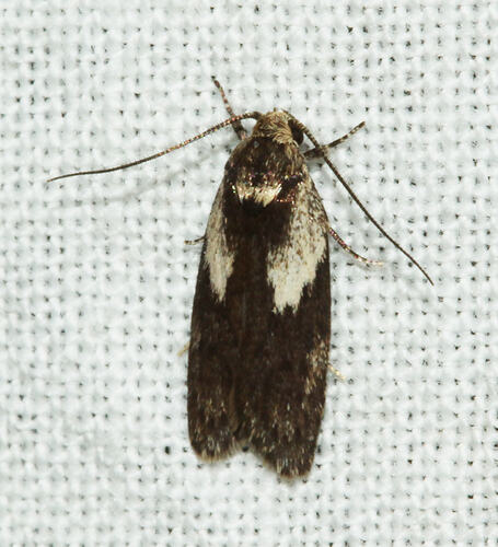 <em>Phylomictis maligna</em>, moth. Great Otway National Park, Victoria.