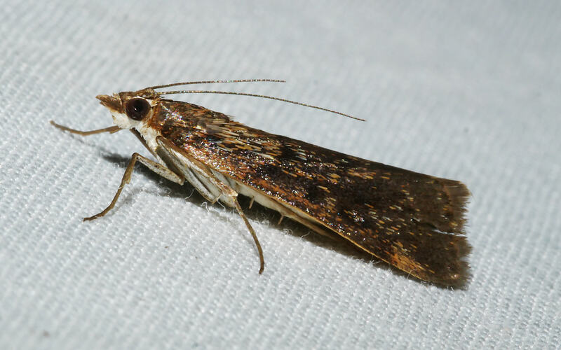 <em>Achyra affinitalis</em>, moth. Great Otway National Park, Victoria.