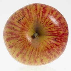 Wax model of an apple with stem, painted red and yellow, with brown stem. Top view.