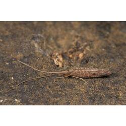 <em>Tasimia palpata</em> Mosely, 1936