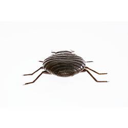 Bed Bug model posterior view
